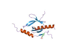 2h7e: Solution structure of the talin F3 domain in complex with a chimeric beta3 integrin-PIP kinase peptide- minimized average structure