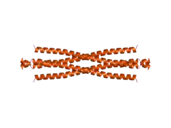 2h8n: Structure of a glutamine-rich domain from histone deacetylase 4