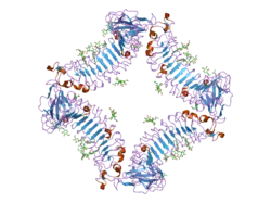 2id5: Crystal Structure of the Lingo-1 Ectodomain