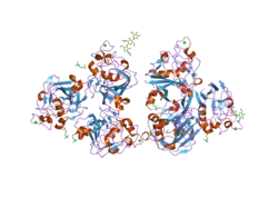 2j0h: L-FICOLIN COMPLEXED TO ACETYL-CHOLINE