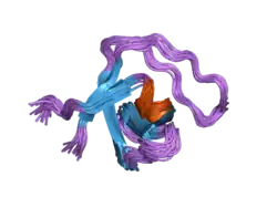 2nwm: Solution structure of the first SH3 domain of human Vinexin and its interaction with the peptides from Vinculin