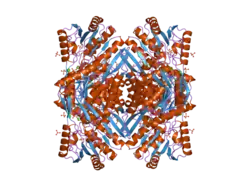 2o2q: Crystal structure of the C-terminal domain of rat 10'formyltetrahydrofolate dehydrogenase in complex with NADP