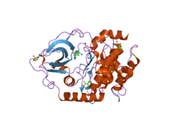 2uvz: STRUCTURE OF PKA-PKB CHIMERA COMPLEXED WITH C-PHENYL-C-(4-(9H-PURIN-6-YL)-PHENYL)-METHYLAMINE