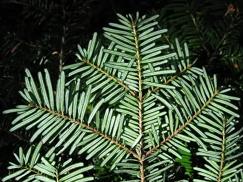 Foliage bottom