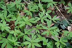 Leaves of pacific waterleaf