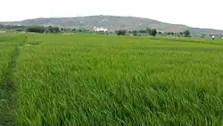 Rice paddy fields in Kondapuram