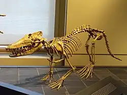 Pakicetus, an amphibious cetacean