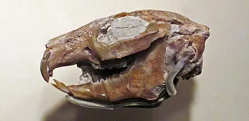 P. haydeni skull