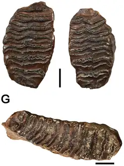 Third molar teeth of Palaeoloxodon huaihoensis