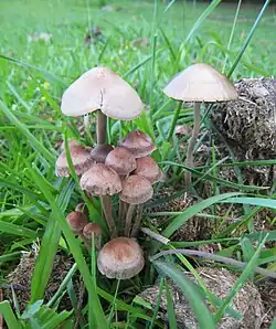 Panaeolus cinctulus