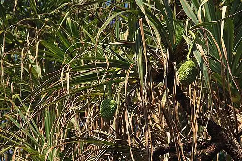 Leaves and fruit