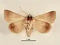 Male, ventral view