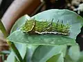 A later instar caterpillar