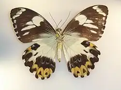 Papilio euchenor sudestensis. Verso