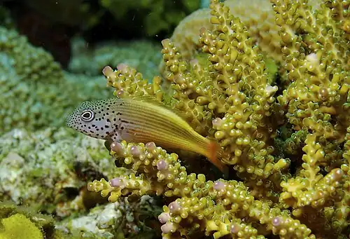 Image 20 Black-sided hawkfish Photograph: Nick Hobgood A juvenile black-sided hawkfish, a species of hawkfish from the Indo-Pacific. It is occasionally found in the aquarium trade and is also of minor importance to local commercial fisheries. It grows to a total length of 22&nbsp;cm (9&nbsp;in). More selected pictures
