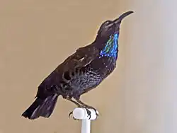 Ptiloris paradiseus. Museum specimen