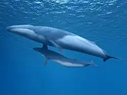 Parietobalaena yamaokai