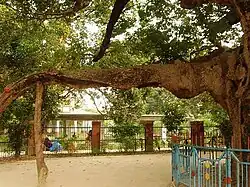 Parijata tree considered a Kalpavruksha, a branch and trunk of the tree is seen.