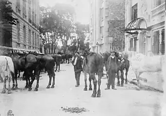 Grouping of horses in a street.