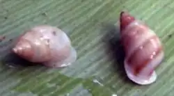 Moruu Valley population