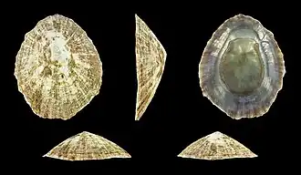 Patella caerulea f. fragilis