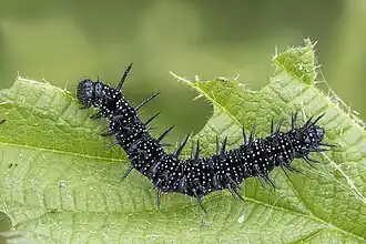Caterpillar
