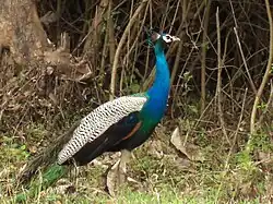Wild animals and birds are seen in the forest area of the region