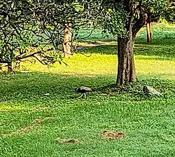 Peacock at Leisure Valley, Chandigarh