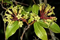 Peddiea africana var. africana