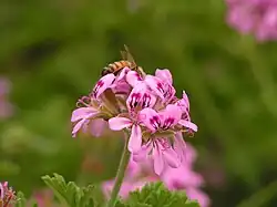 A bee on a flower cluster of cultivated P.&nbsp;'Graveolens'