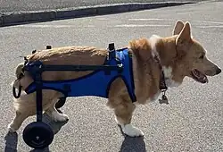 A 14 year old Corgi