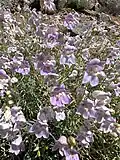 Flowers of Penstemon fruticiformis