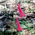 Flowers of Penstemon miniatus