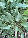 Basal leaves