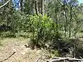 Persoonia cornifolia growing near Cathedral Rock National Park