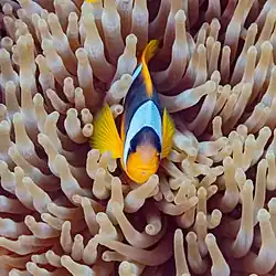 Clownfish on anemone