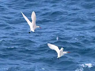 Red-tailed tropicbirds circling courtship