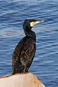 Great cormorant, Phalacrocorax carbo
