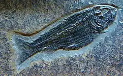 Pholidoctenus serianus