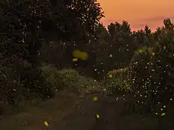 Flight of light in Girona (Catalonia, Spain).