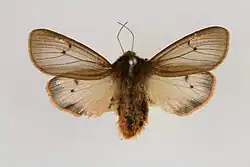 Mounted specimen