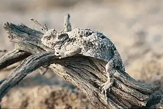 Desert horned lizard