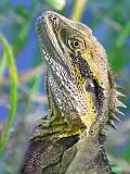 Australian water dragon, Brisbane