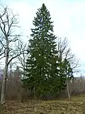 Norway spruce.