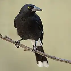 blackish crow-like bird facing the camera