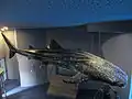 Real life size statue of a whale shark at the interactive explanation area