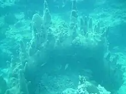 A large colony at Marker 32 reef in the Florida Keys, June 2010