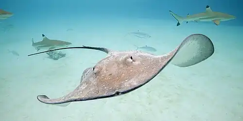 Pink whipray (Pateobatis fai) Moorea