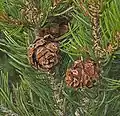 Cones of P.&nbsp;edulis
