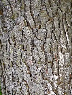 Bark of mature Pinus glabra